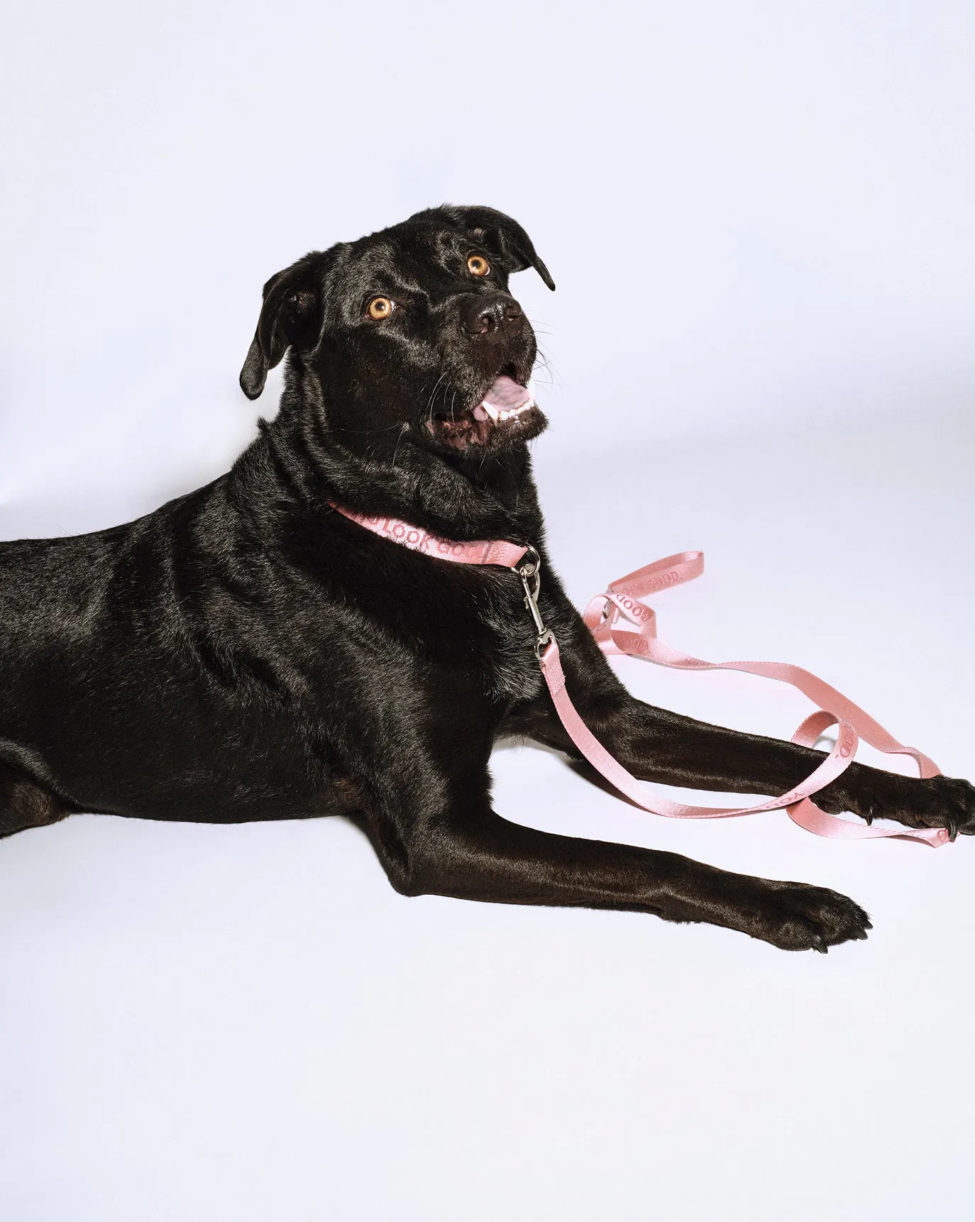 Westley wears the You Look Good Collar in size Large.