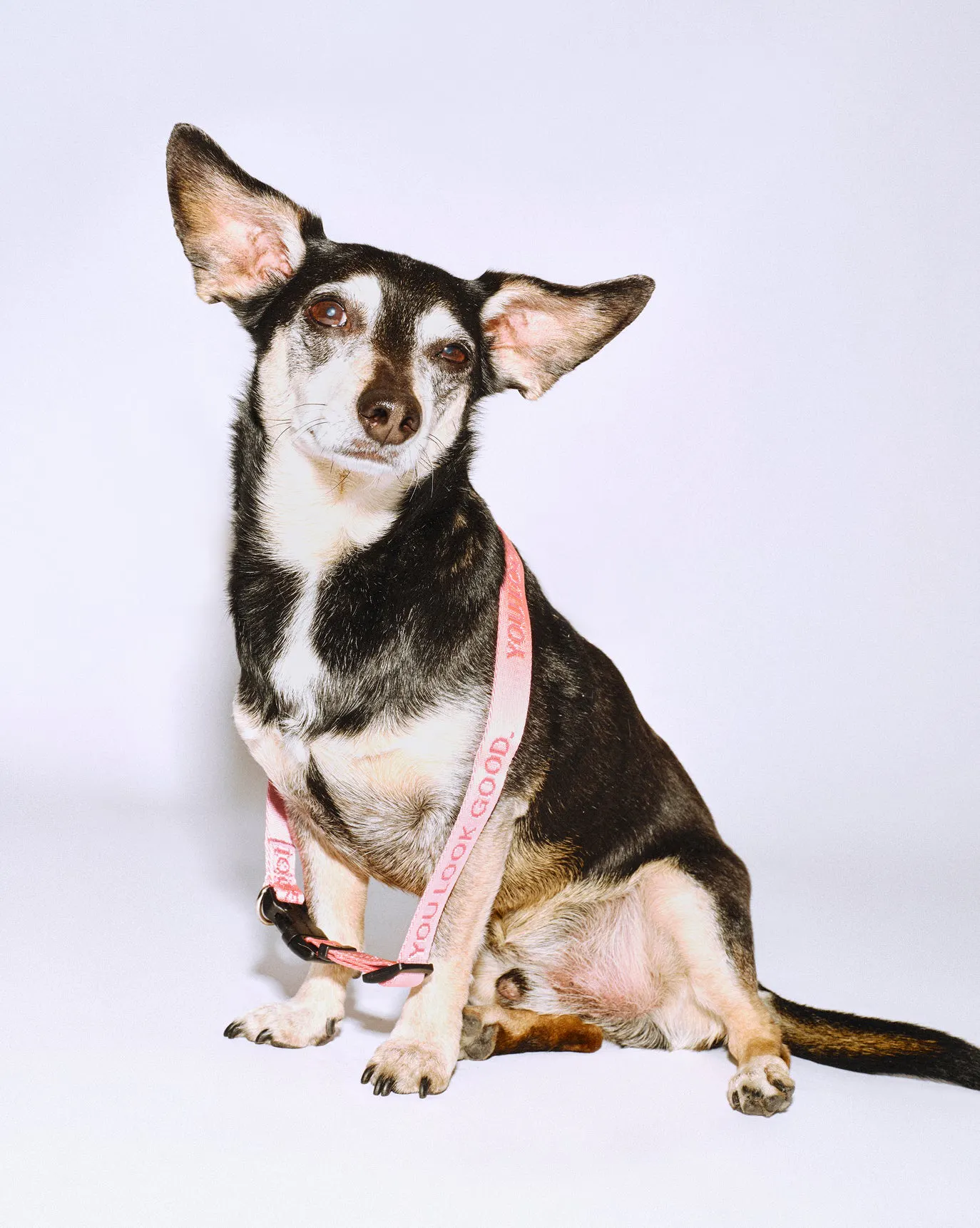 Runkle wears the You Look Good Collar in size Small.