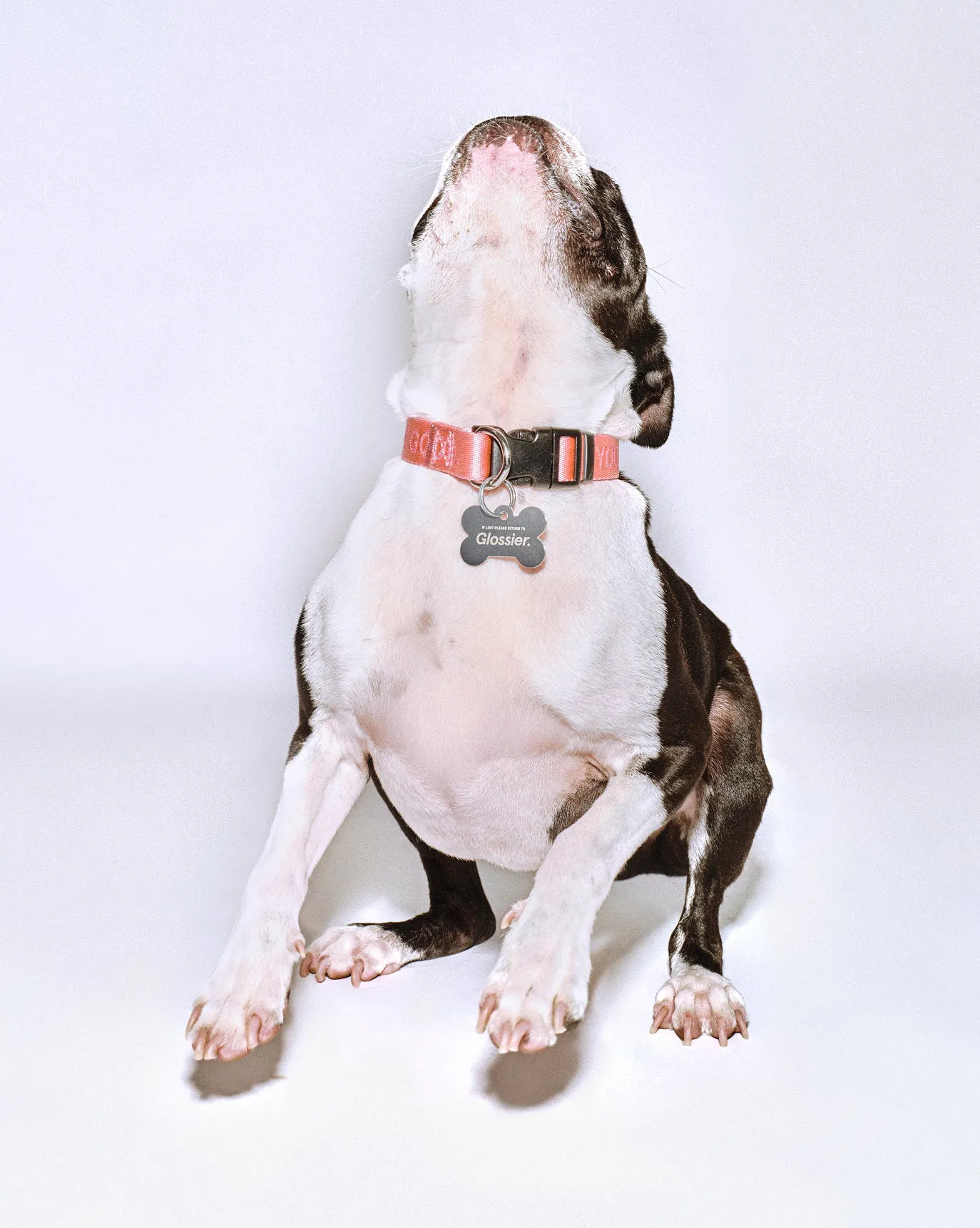 Howard wears the You Look Good Collar in size Medium.