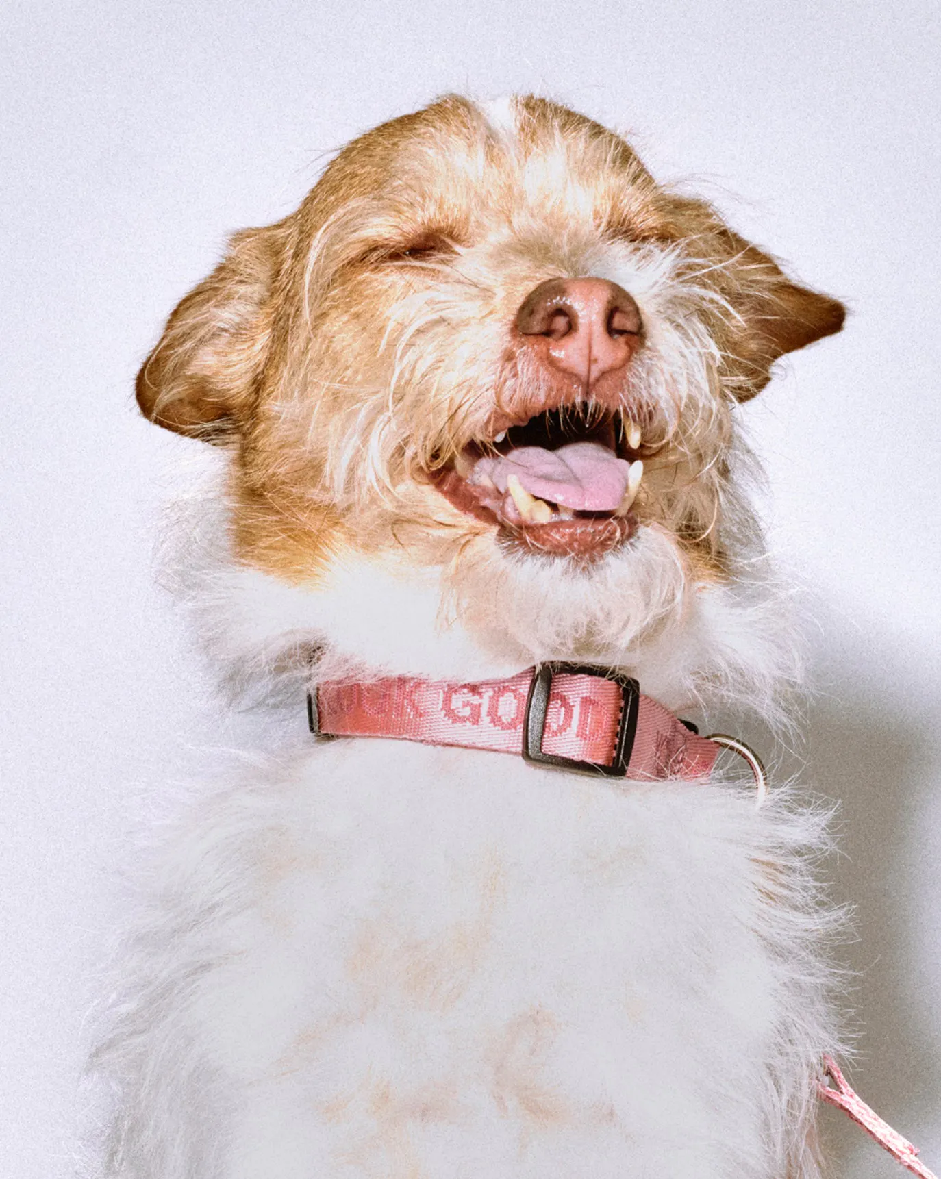 Nola wears the You Look Good Collar in size Medium.