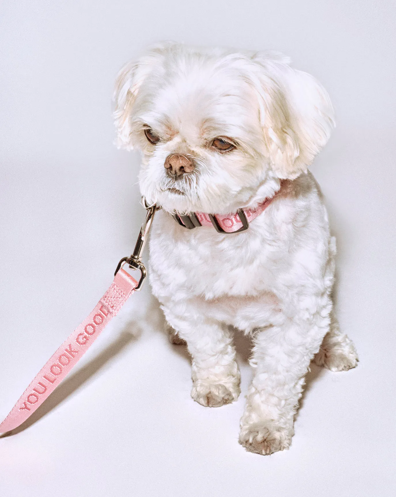 Mochi wears the You Look Good Collar in size Small.