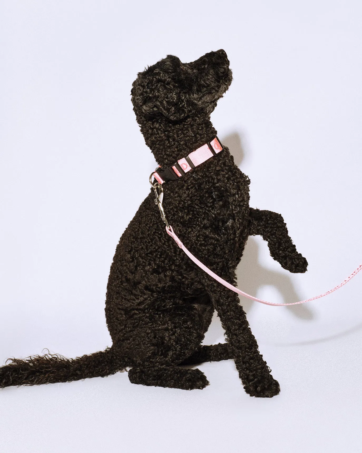 Nola wears the You Look Good Lead + Collar.