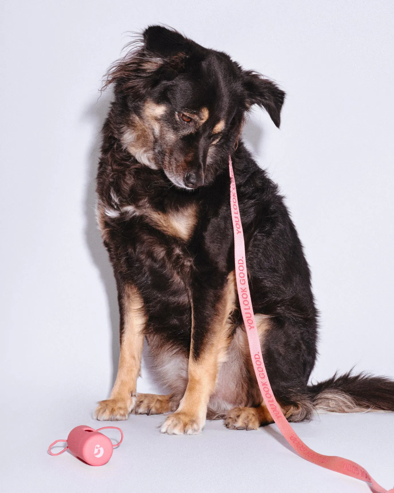 Milky takes care of business with the Pet Waste Bag Dispenser.