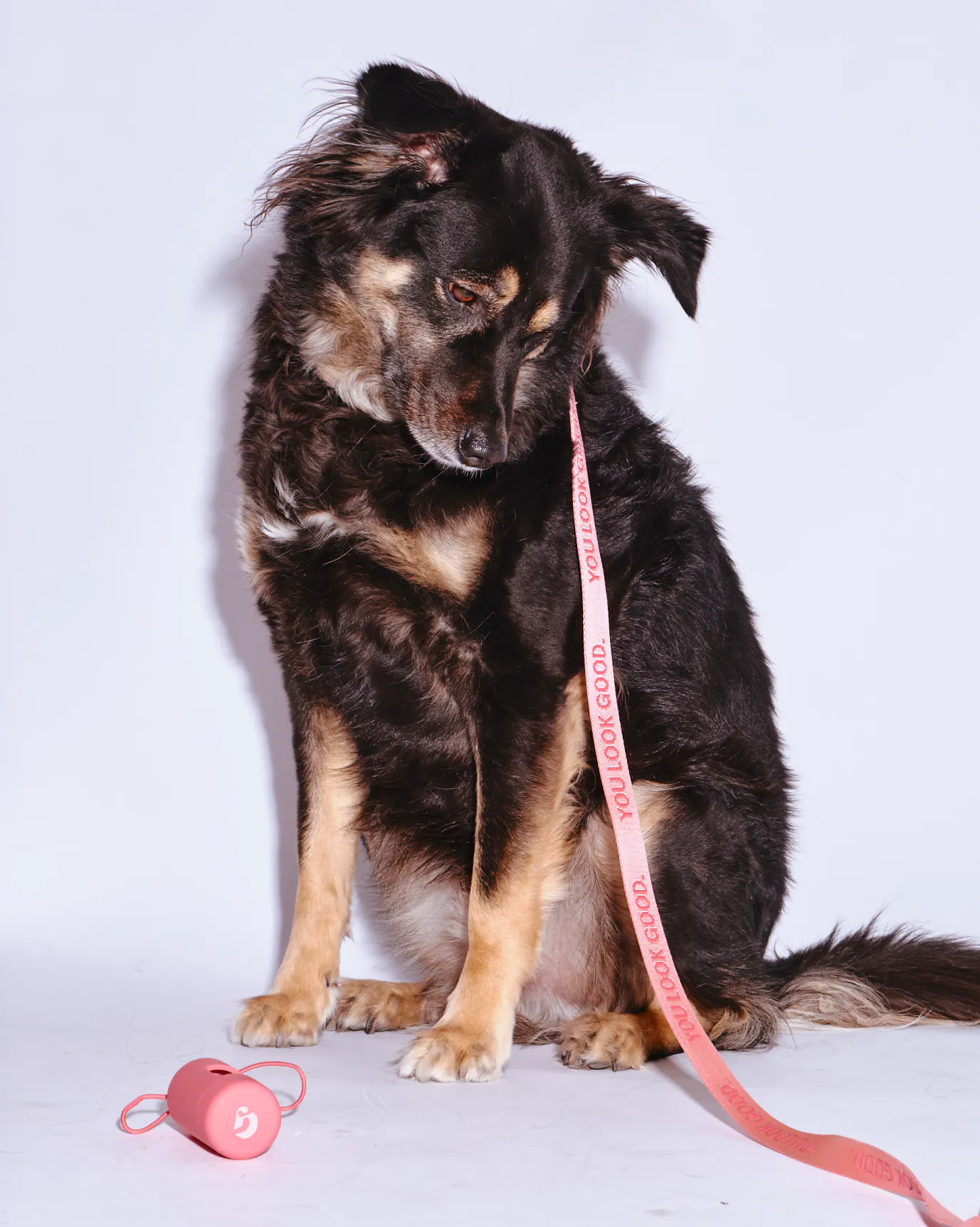Milki wears the You Look Good Pet Set.