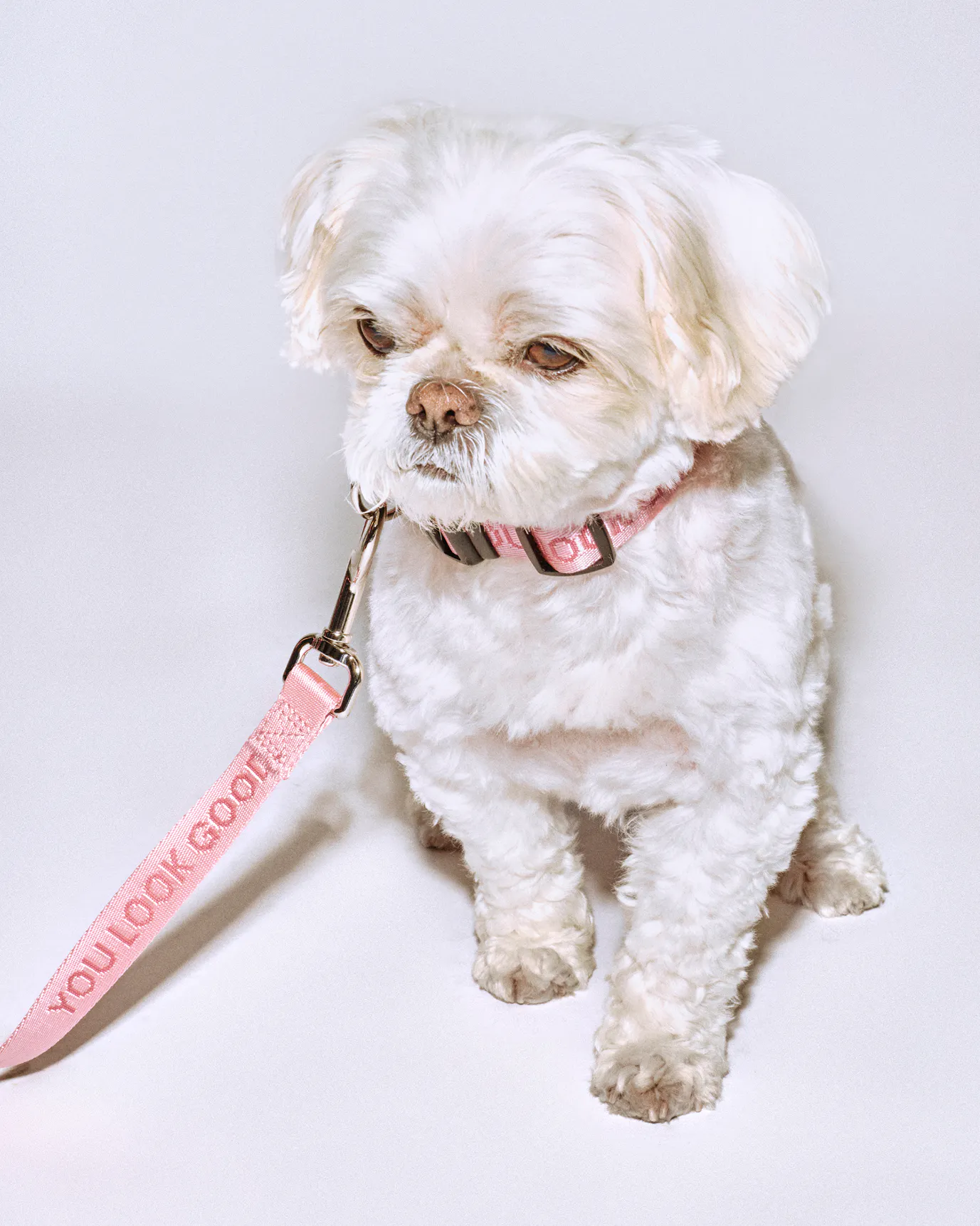 Mochi wears the You Look Good Collar (Small) + Lead.