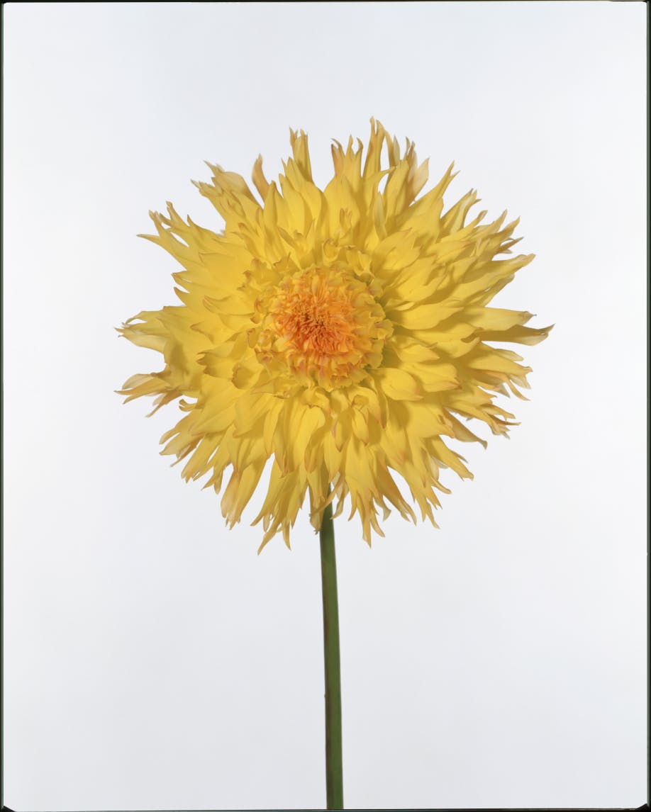 Inspired by nature‚Äôs vivid, eclectic color palette.