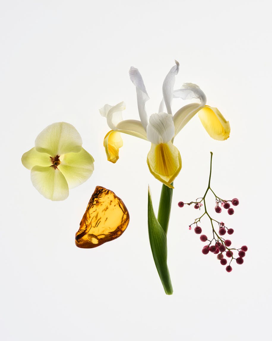 Ambrette Seeds, Ambrox, Iris Root, and Pink Pepper.